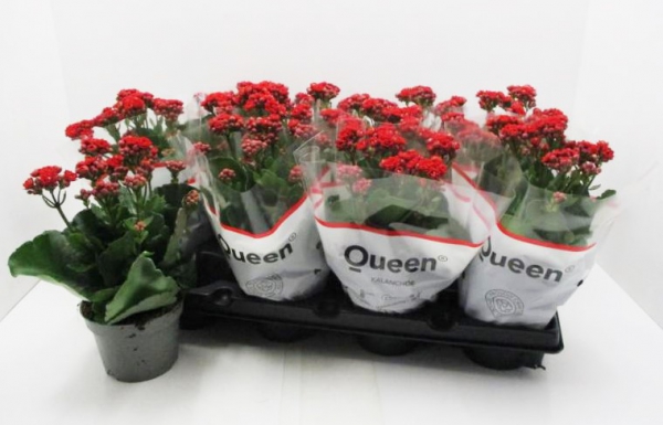 Kalanchoe gefüllt rot