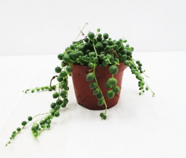 Senecio rowleyanus
