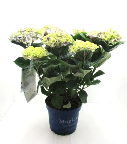 Hydrangea "Magical" Busch