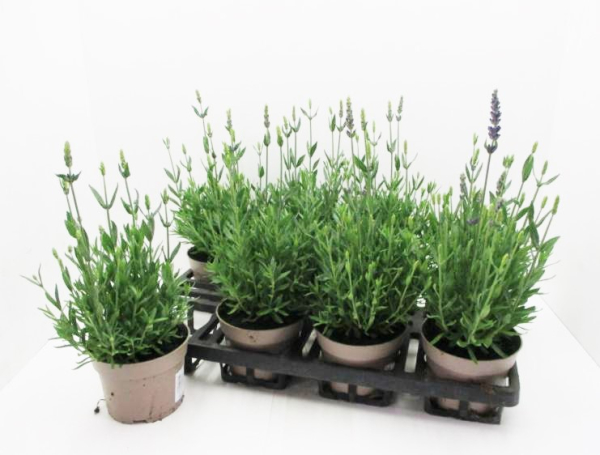Lavandula ang.
