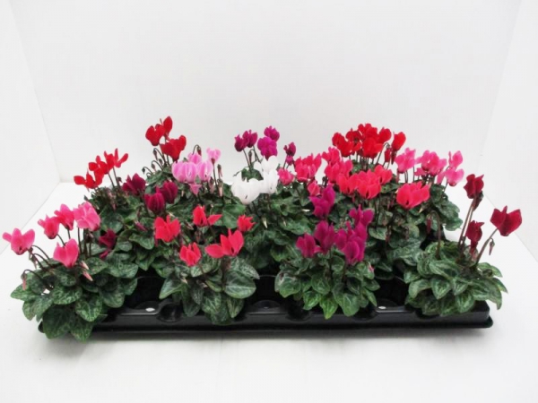 Mini Cyclamen Mix