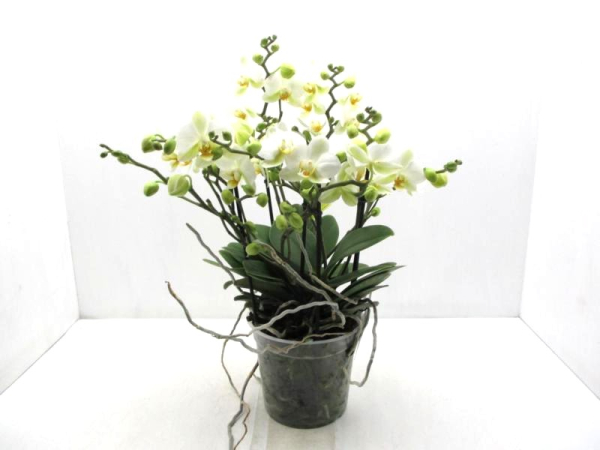 Phalaenopsis "Flora Bella" weiß