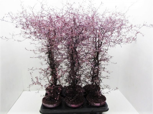 Corokia gefärbt bourdeaux + Glitter