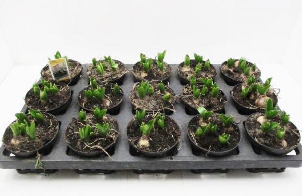 Scilla mischtschenkoana