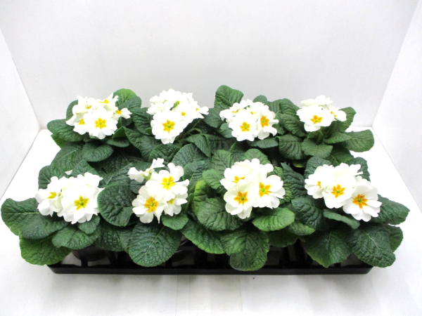 Primula acaulis weiß