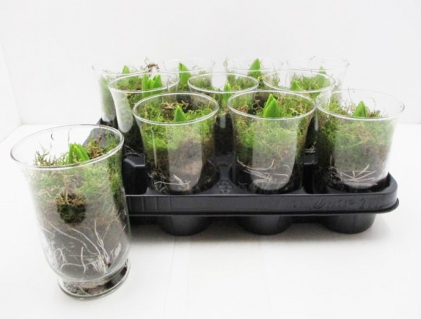 Hyazinthe im Glas rosa