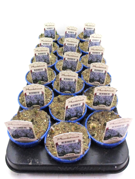 Puschkinia scilloides