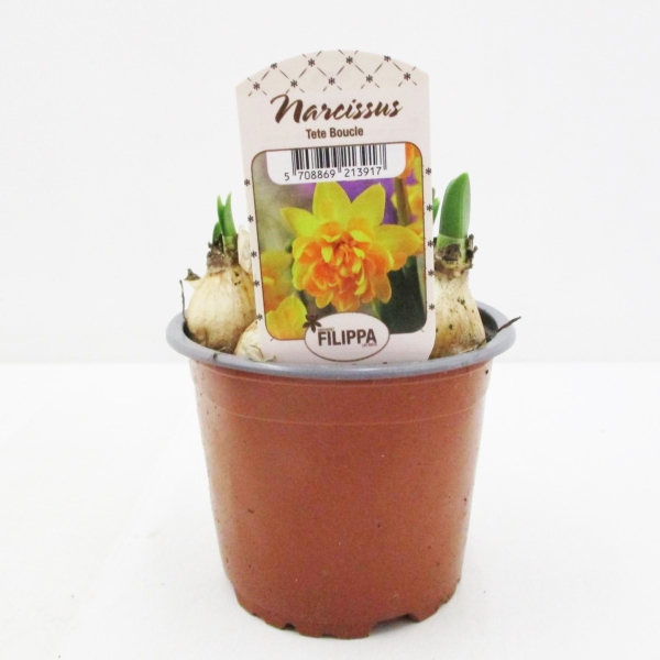 Narcissus  "Bouclé"