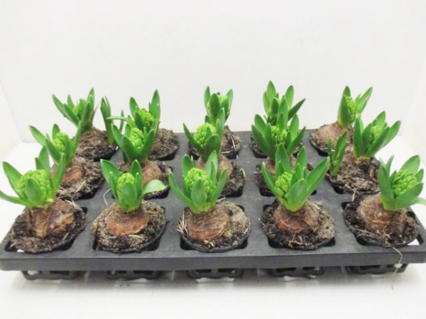 Hyacinthus 1pp weiß