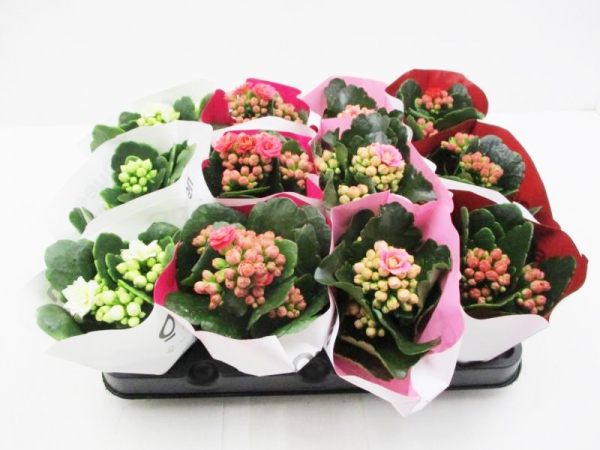 Mini Kalanchoe Mix gefüllt