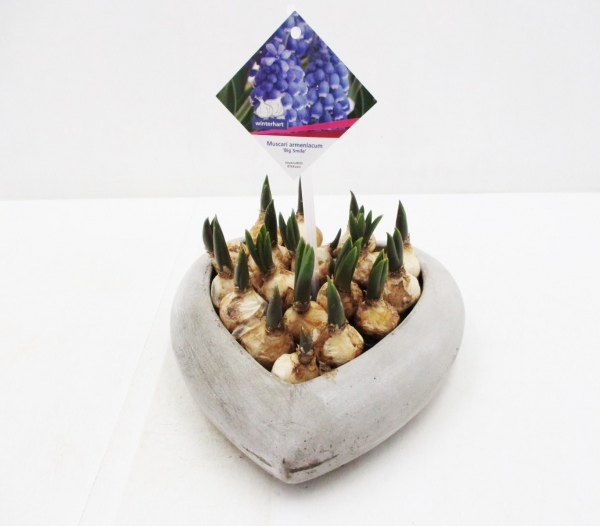 Muscari in Betonherz