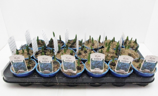 Scilla sibirica blau