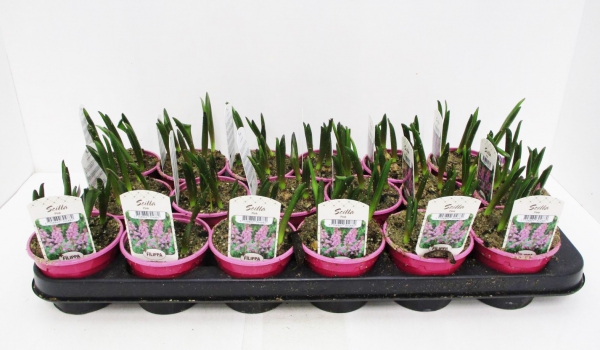 Scilla sibirica rosa