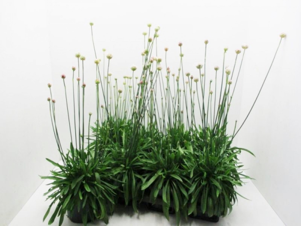 Armeria juniperifolia weiß