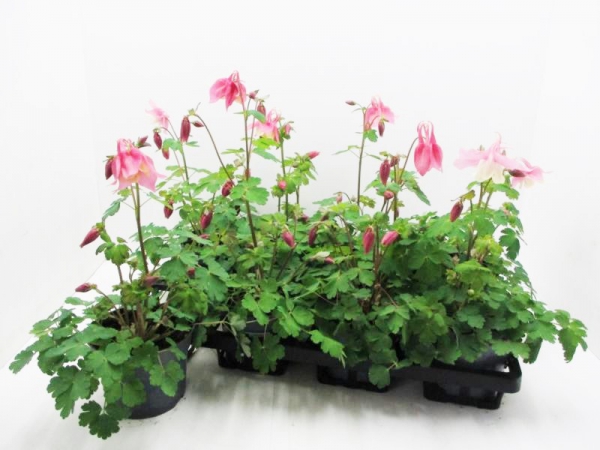 Aquilegia caer. rosa