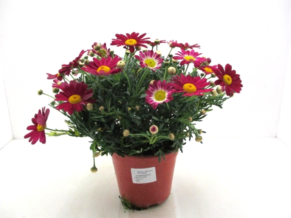 Chrysanthemum frut. Busch rot