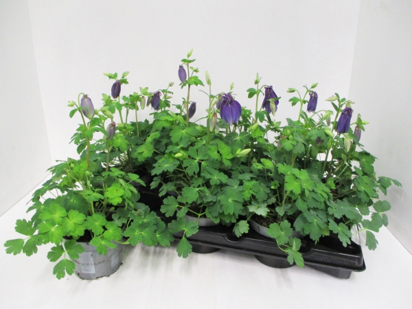 Aquilegia caerulea blau