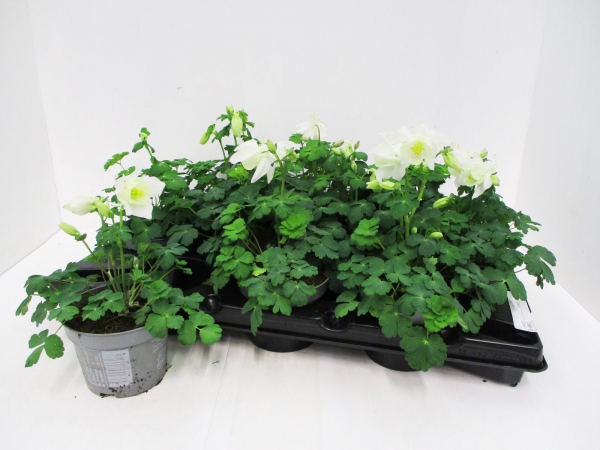 Aquilegia caerulea weiß