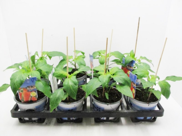 Paprika "Lubega" gelb