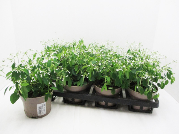 Euphorbia "Diamond Frost"