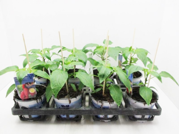 Paprika "Lubega" rot