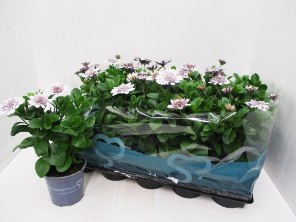 Osteospermum gefüllt weiß