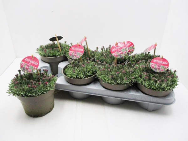 Antennaria dioica rot