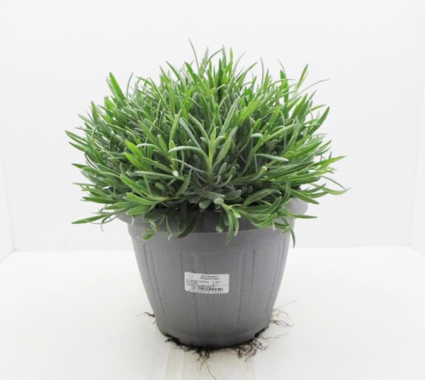 Lavandula ang. Busch T25