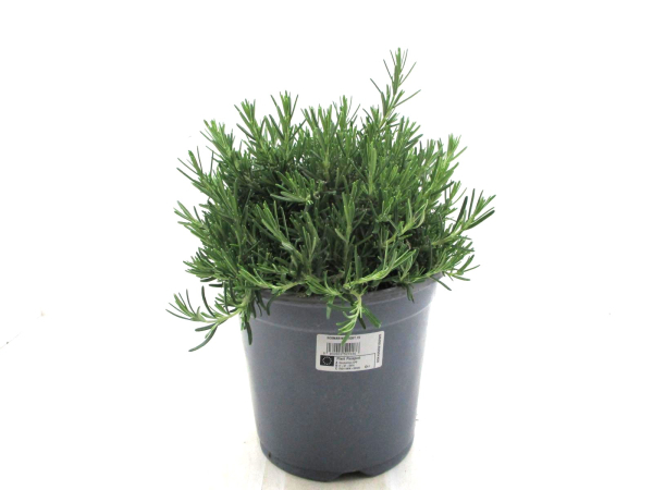 Rosmarin hängend Busch T19