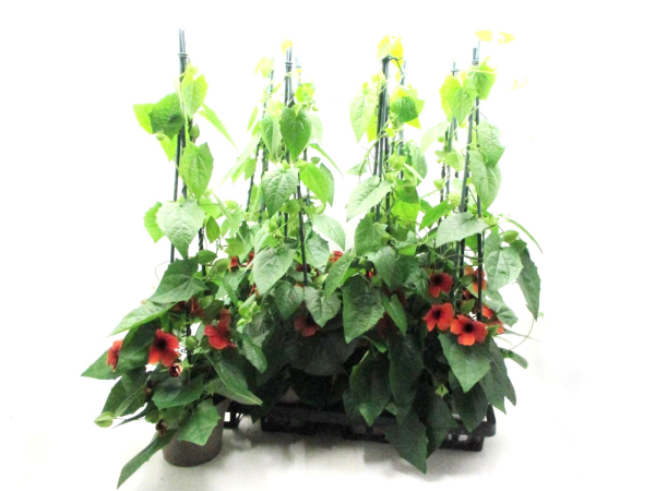 Thunbergia Pyramide terracotta