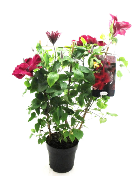 Clematis Spalier bourdeaux