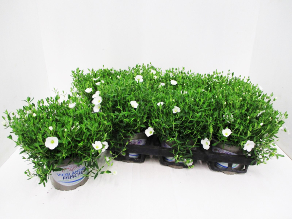 Arenaria