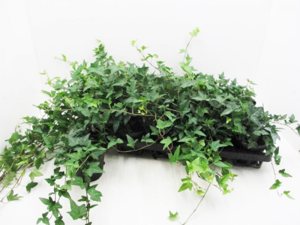 Hedera helix grün