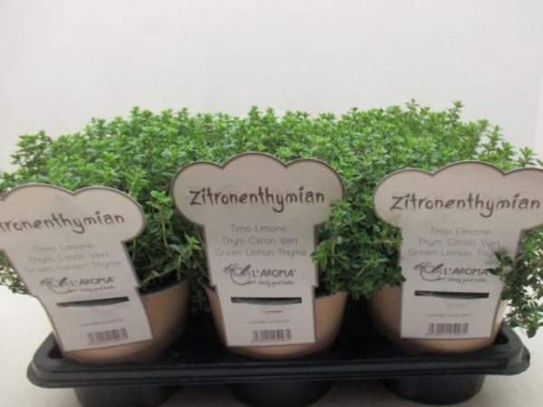 L'Aroma - Thymian Zitrone grün