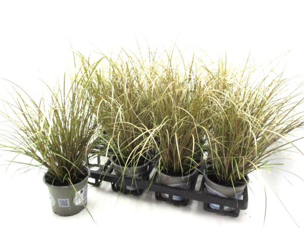 Carex auruga bronze