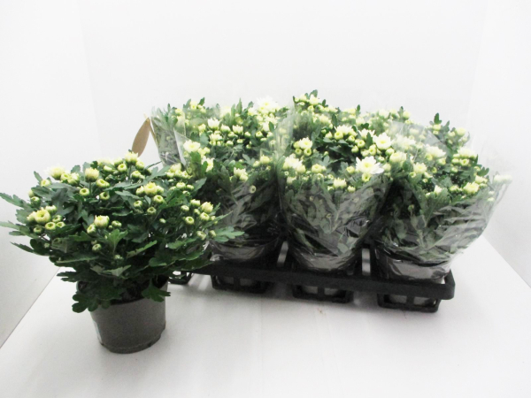 Chrysanthemum "Yahoo" weiß
