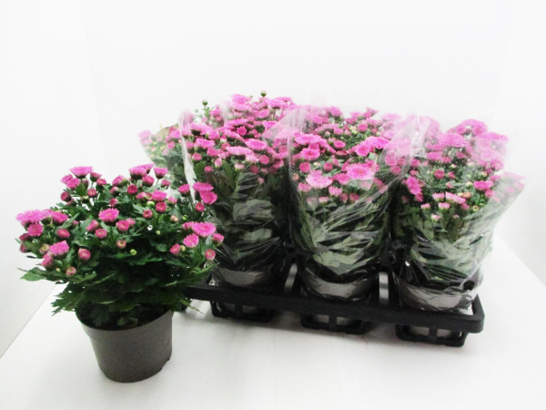 Chrysanthemum "Yahoo" pink