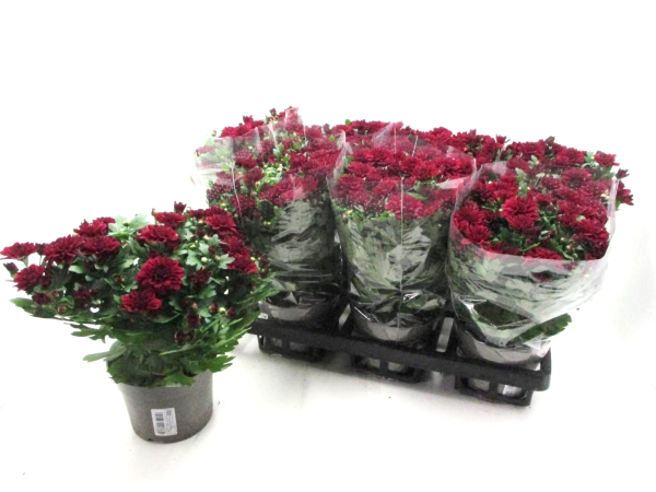 Chrysanthemum "Yahoo" rot