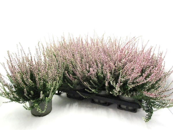 Calluna vulg. rosa