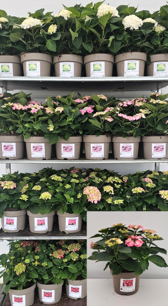 Hydrangea mac. Busch rot
