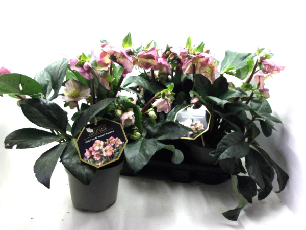 Helleborus "Ice N' Roses Rosetta"