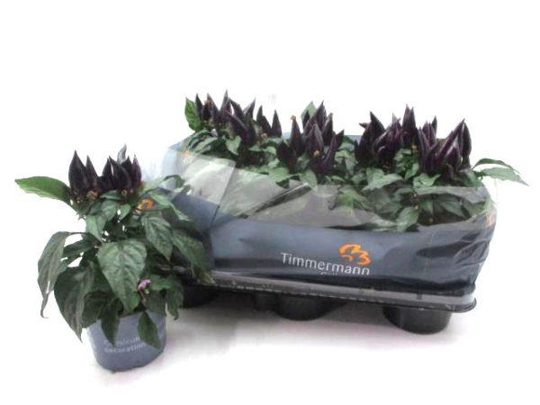 Capsicum ann. 'Purple'