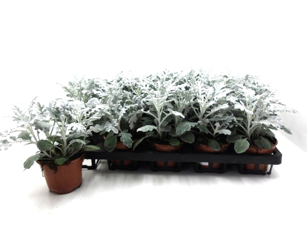 Senecio martima