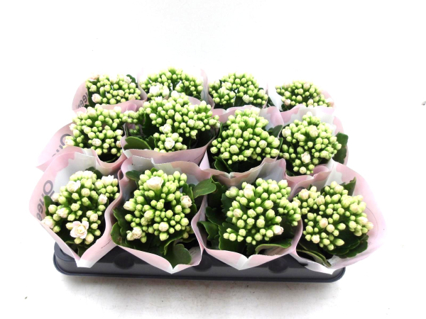 Mini Kalanchoe zartrosa