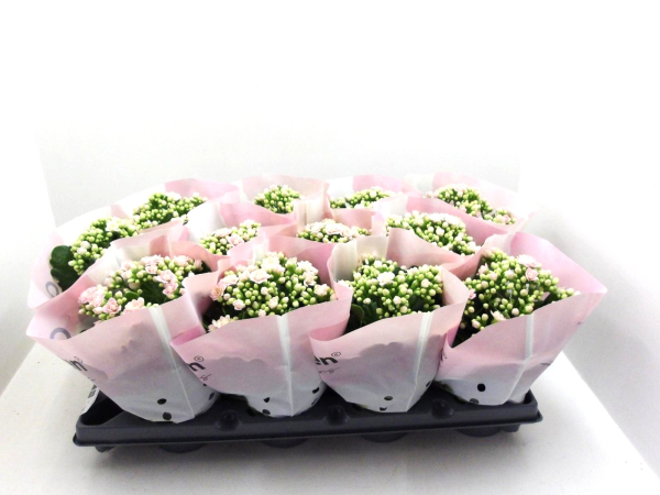 Kalanchoe gefüllt zartrosa