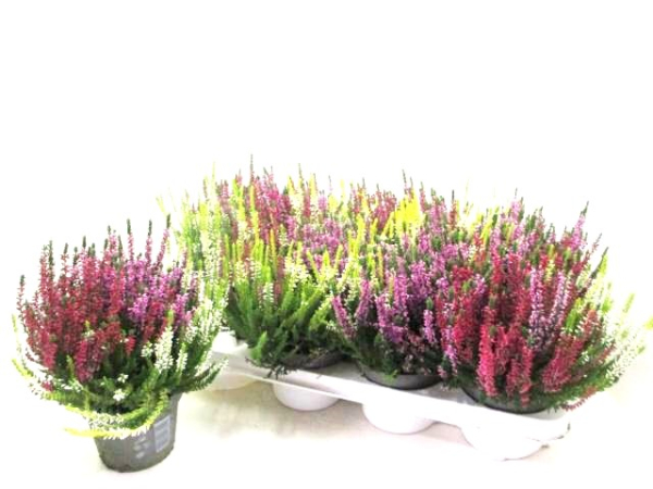 Calluna Trio "Milca"