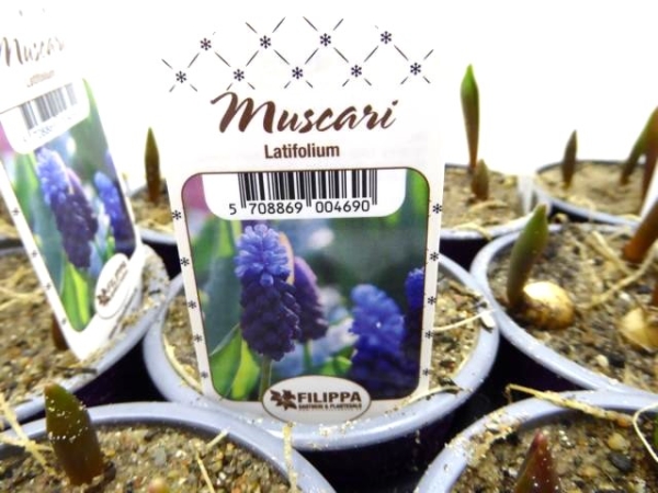 Muscari latifolium