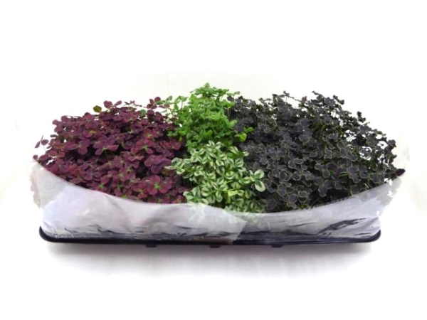 Trifolium repens Mix