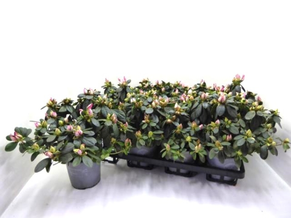 Azaleen 17-20 cm pink geflammt