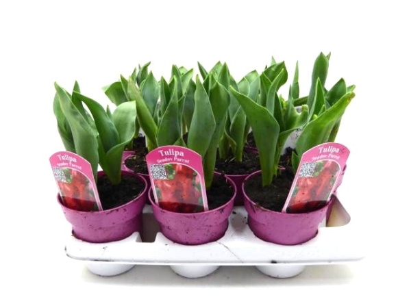 Tulpe rot "Seadove Parrot"